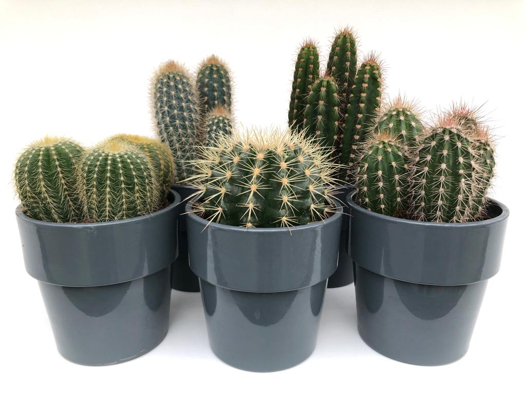 Macetas para cactus.